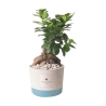 Bombonera de boda con bonsái ficus ginseng en maceta Industrial Oferta