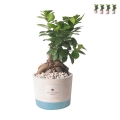 Bombonera de boda con bonsái ficus ginseng en maceta Industrial Promoción