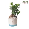 Bombonera de boda con bonsái ficus ginseng en maceta Industrial Promoción