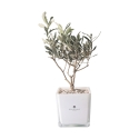 Olivo en maceta de vidrio cubo bombonera Paola Rolando Sogno Oferta