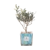 Bombonera de olivo Paola Rolando en vaso de vidrio decorado Clio Square Oferta
