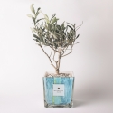Bombonera de olivo Paola Rolando en vaso de vidrio decorado Clio Square Venta
