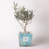 Bombonera de olivo Paola Rolando en vaso de vidrio decorado Clio Square Venta