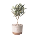 Bombonera con planta de olivo en maceta de cemento estilo industrial Oferta