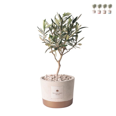 Bombonera con planta de olivo en maceta de cemento estilo industrial Promoción
