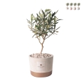 Bombonera con planta de olivo en maceta de cemento estilo industrial Promoción