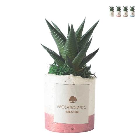Planta suculenta de interior en maceta decorativa blanca Paola Rolando Flora Promoción