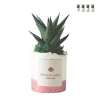 Planta suculenta de interior en maceta decorativa blanca Paola Rolando Flora Promoción