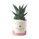 Planta suculenta de interior en maceta decorativa blanca Paola Rolando Flora Oferta