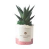 Planta suculenta de interior en maceta decorativa blanca Paola Rolando Flora Oferta