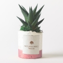 Planta suculenta de interior en maceta decorativa blanca Paola Rolando Flora Venta