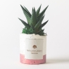 Planta suculenta de interior en maceta decorativa blanca Paola Rolando Flora Venta