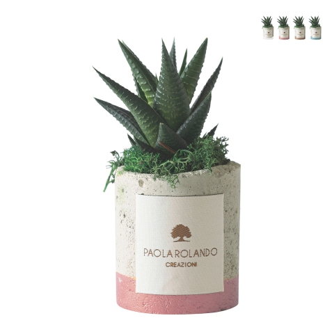 Pianta suculenta Paola Rolando con maceta de cemento y banda colorida estilo industrial Promoción