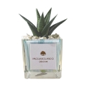 Planta suculenta de interior en maceta de vidrio cúbica decorada Clio Square Oferta