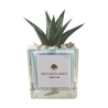 Planta suculenta de interior en maceta de vidrio cúbica decorada Clio Square Oferta