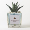 Planta suculenta de interior en maceta de vidrio cúbica decorada Clio Square Venta