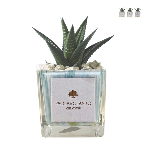Planta suculenta de interior en maceta de vidrio cúbica decorada Clio Square Promoción