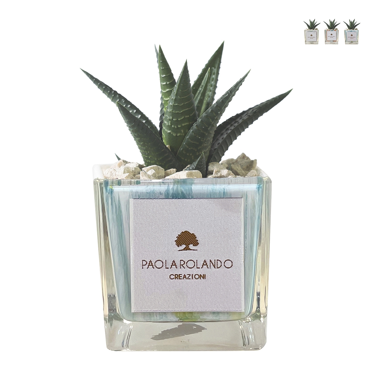 Planta suculenta de interior en maceta de vidrio cúbica decorada Clio Square Promoción