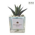 Planta suculenta de interior en maceta de vidrio cúbica decorada Clio Square Promoción