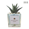 Planta suculenta de interior en maceta de vidrio cúbica decorada Clio Square Promoción