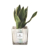 Sansevieria Paola Rolando en maceta de vidrio decorativa Clio Square Oferta