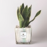 Sansevieria Paola Rolando en maceta de vidrio decorativa Clio Square Venta