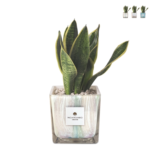 Sansevieria Paola Rolando en maceta de vidrio decorativa Clio Square Promoción