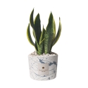 Bombonera Sansevieria en maceta de cemento decorada Simone Oferta