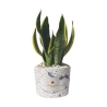 Bombonera Sansevieria en maceta de cemento decorada Simone Oferta