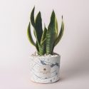 Bombonera Sansevieria en maceta de cemento decorada Simone Venta