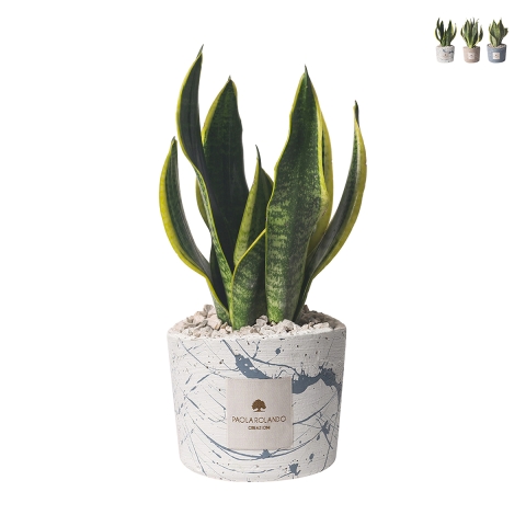 Bombonera Sansevieria en maceta de cemento decorada Simone Promoción