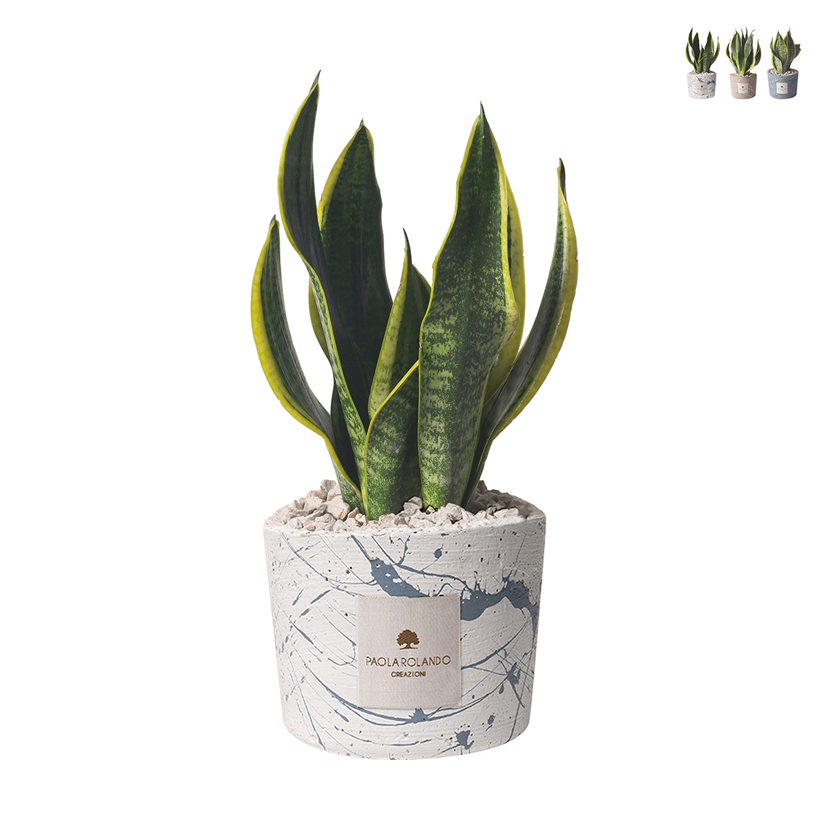Bombonera Sansevieria en maceta de cemento decorada Simone Promoción
