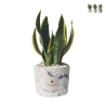 Bombonera Sansevieria en maceta de cemento decorada Simone Promoción