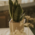 Bombonera Paola Rolando sansevieria nana en vaso de vidrio cúbico Sogno Oferta