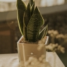Bombonera Paola Rolando sansevieria nana en vaso de vidrio cúbico Sogno Oferta