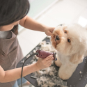 Mesa de aseo ajustable de aluminio para perros y gatos Canis Venta
