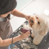 Mesa de aseo ajustable de aluminio para perros y gatos Canis Venta