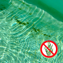 Poolmaster 1 lt algicida de doble acción para el tratamiento del agua de la piscina Oferta