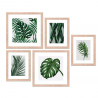 Conjunto de 5 cuadros enmarcados hojas estampados collage Frame Jungle Venta