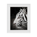 Cuadro impresión fotografía blanco y negro tigre animal 40 x 50 cm Variety Harimau Venta