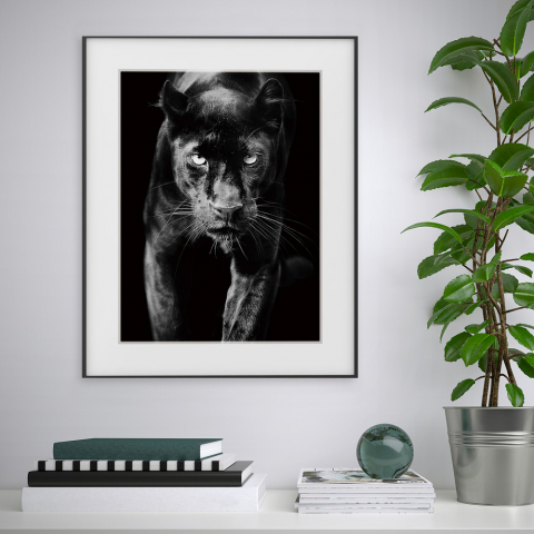 Impresión cuadro blanco y negro fotografía animales pantera 40 x 50 cm Variety Pardus Promoción