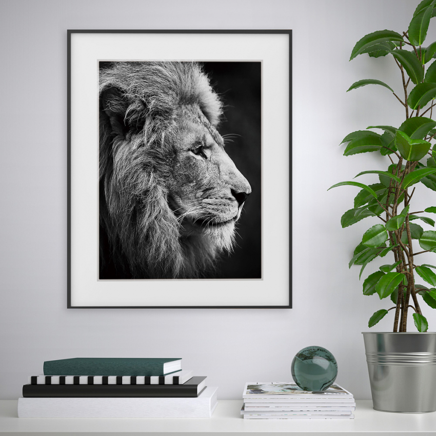 Impresión fotografía blanco y negro león animales 40 x 50 cm Variety Aslan Promoción