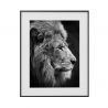 Impresión fotografía blanco y negro león animales 40 x 50 cm Variety Aslan Venta