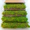 Cuadros vegetales estabilizados 4 paneles 60x40cm paneles GreenBox Kit Lichene