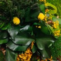 Cuadros vegetales flores plantas de jardín estabilizados ForestMoss Dafne 
