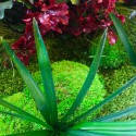 Cuadros vegetales de plantas estabilizadas flores de jardín verde ForestMoss Demetra Coste