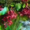 Cuadros vegetales de plantas estabilizadas flores de jardín verde ForestMoss Demetra Compra