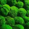 Cuadro vegetal de plantas jardín de musgo verde vertical estabilizado BollMoss Coste