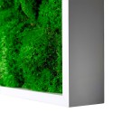 Cuadro vegetal de plantas jardín de musgo verde vertical estabilizado BollMoss Descueto