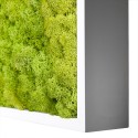Cuadros vegetales jardín vertical estabilizado musgo verde Lichene 